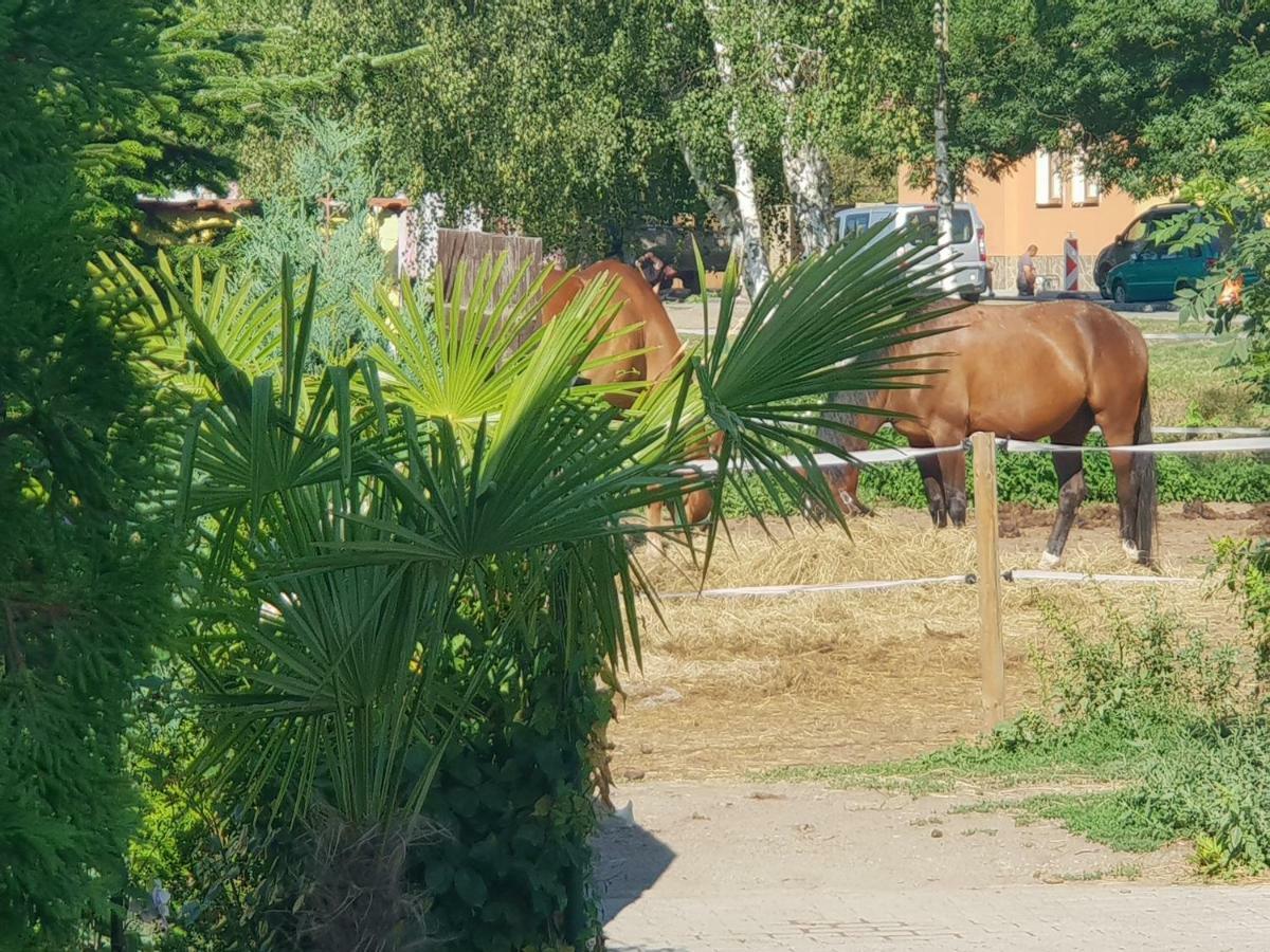 Farm Stay Nh Stables Nyrany Екстериор снимка