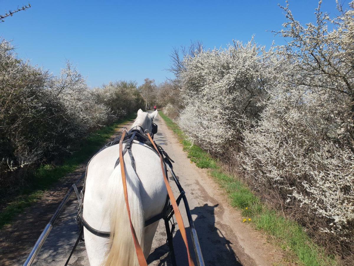 Farm Stay Nh Stables Nyrany Екстериор снимка